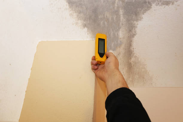 Best Forensic Mold Investigation  in Oak View, CA