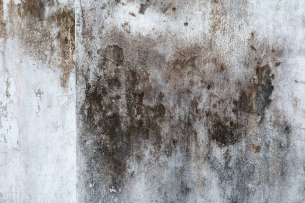 Reliable Oak View, CA Mold Removal Solutions